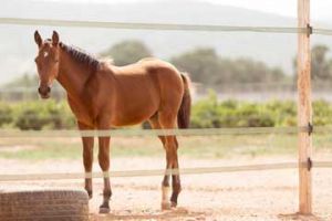 Horse Riding Lessons – Athens Greece – Seirios Riding Club