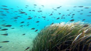 diving beginners courses athens Kanelakis Diving Experiences