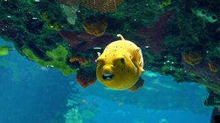 scuba diving lessons athens Amphibious Diving Center