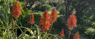 gardening courses athens Mediterranean Garden Society