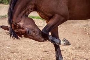 Horse Riding Lessons – Athens Greece – Seirios Riding Club