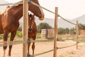 Horse Stables – Athens Greece – Seirios Riding Club