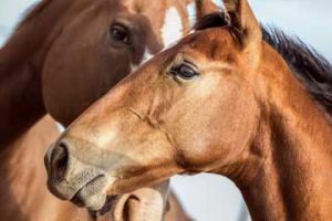 Horse Ridding Lessons – Athens Greece – Seirios Riding Club