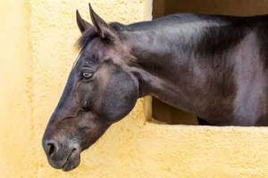 Horse Stables – Athens Greece – Seirios Riding Club